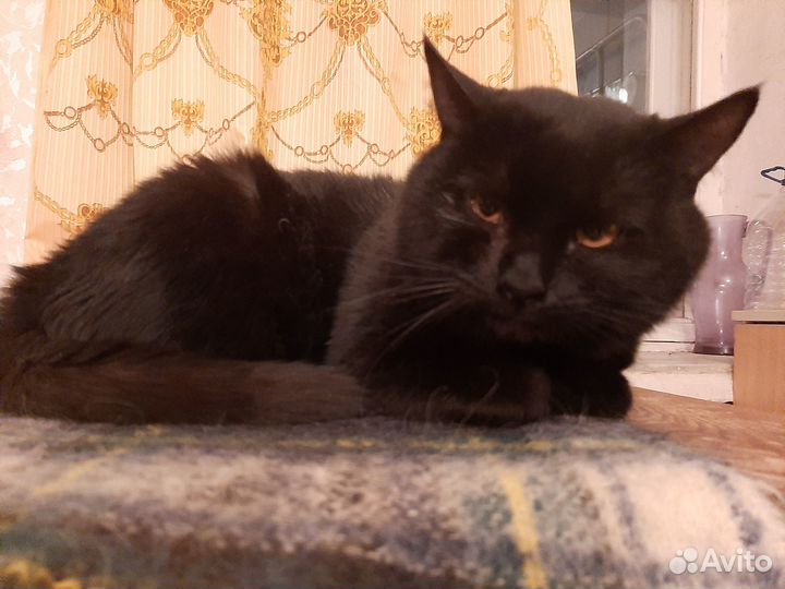 Котик в добрые руки