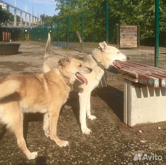 Антоша с изувеченной лапкой мыкается в приюте