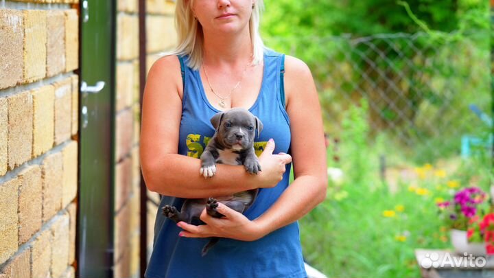 Американский Булли щенок мальчик голубой 1 месяц