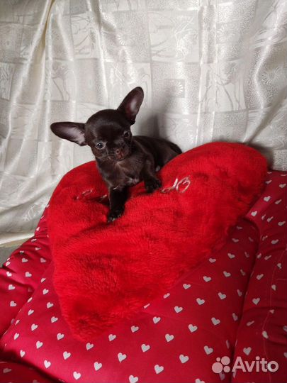 Щенки чихуахуа
