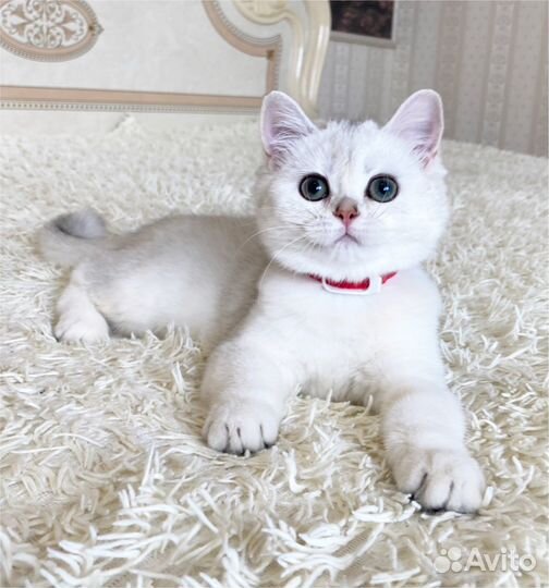 Серебристая шиншилла по имени Pepa