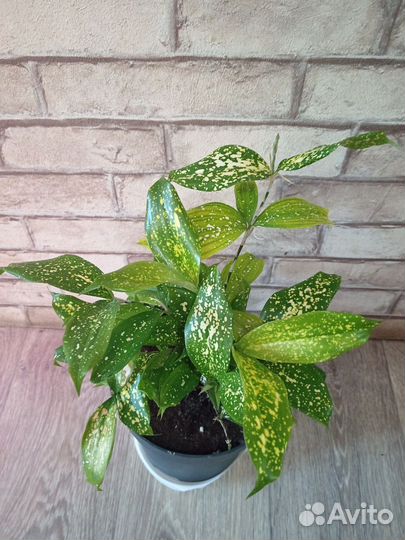 Драцена godseffiana Florida Beauti