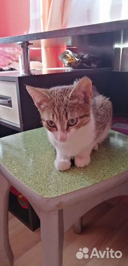 Милый котик в добрые руки