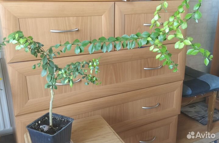 Микроцитрус