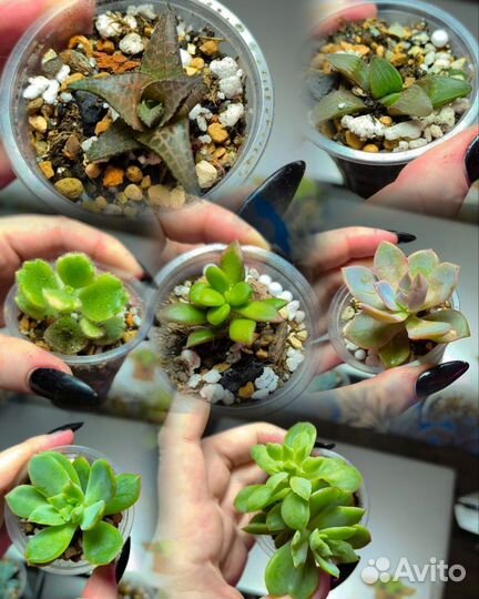 Суккуленты