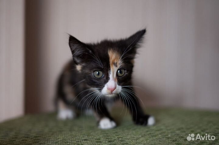 Маленький котёнок девочка трёхцветная кошечка