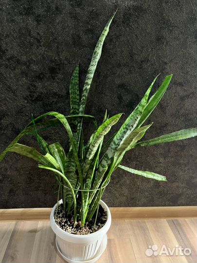 Комнатные растения