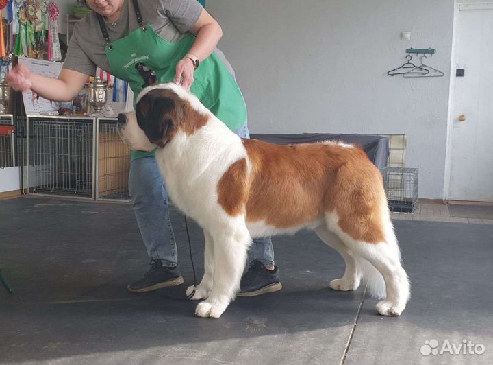 Сенбернар вязка