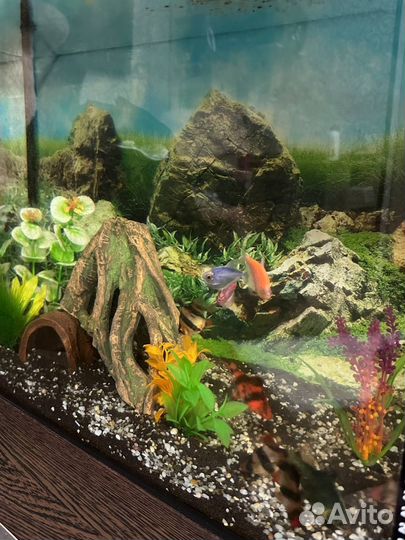 Аквариум с рыбками