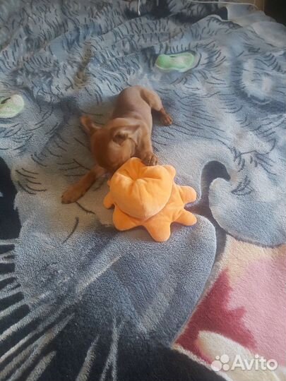 Цвергпинчер