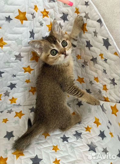 Котенок шатландская золотая шиншилла