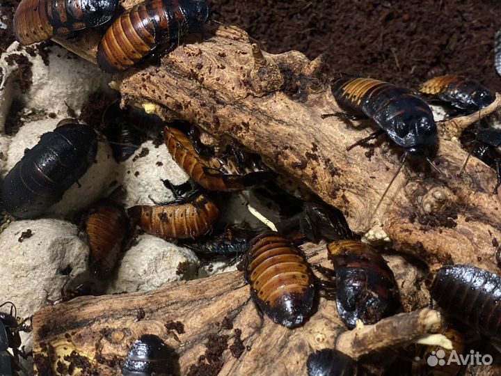 Мадагаскарские тараканы