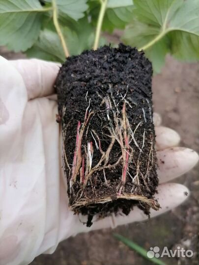 Рассада клубники