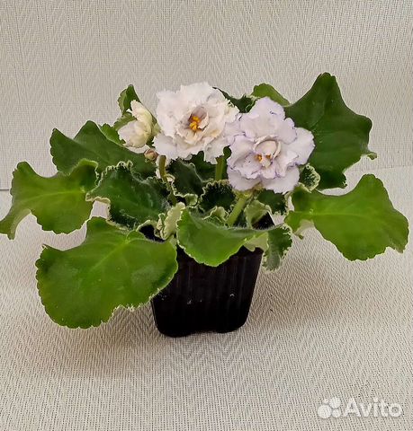 Стартеры сортовых фиалок