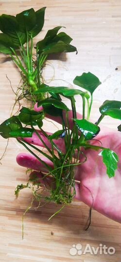 Ламариопсис, анубиас