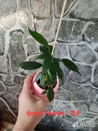 Комнатные цветы