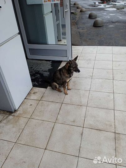 Собака в добрые руки