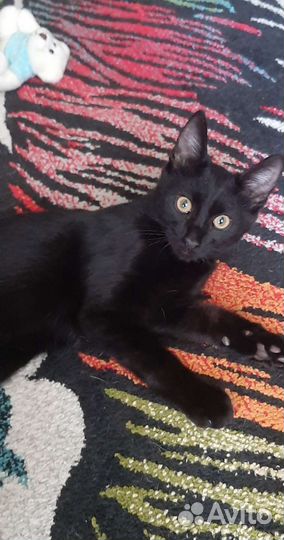 Кошечка молоденький подросток