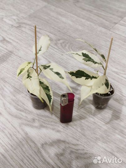 Фикус де гантель, нериифолия