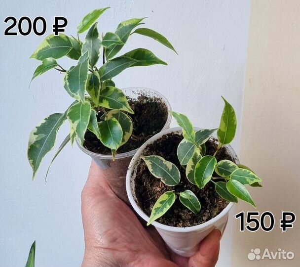 Фикусы разные