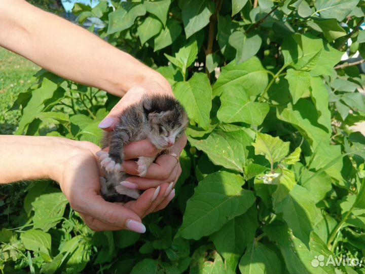 Котята в добрые руки бесплатно