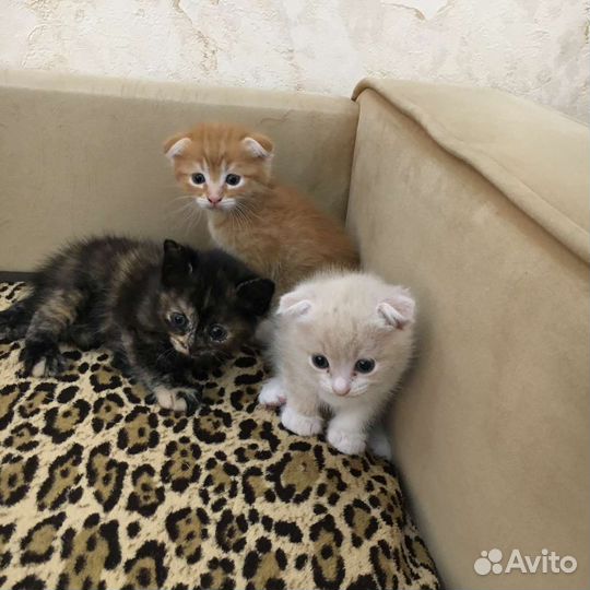 Котята в дар