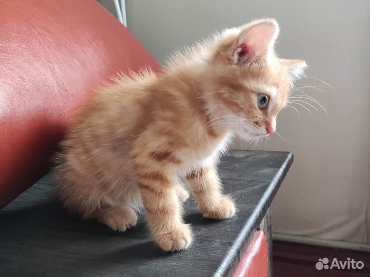 Котёнок мальчик