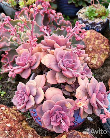 Эхеверия магия нежности суккуленты комнатные цветы