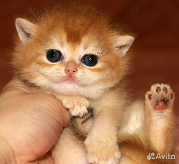 Британские золотые шиншиллы