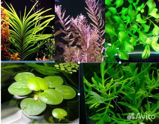 Растения - прополка