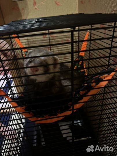 Домашний хорек барнаул