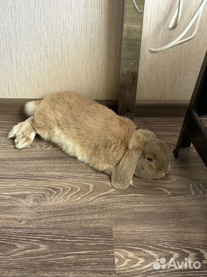 Декоративные кролики