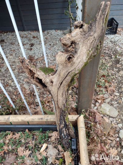 Коряга мангровая