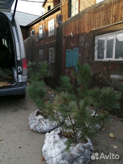 Кедровый стланик