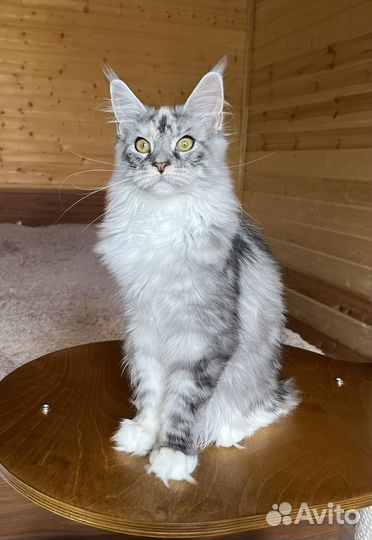 Котята мейн-кун