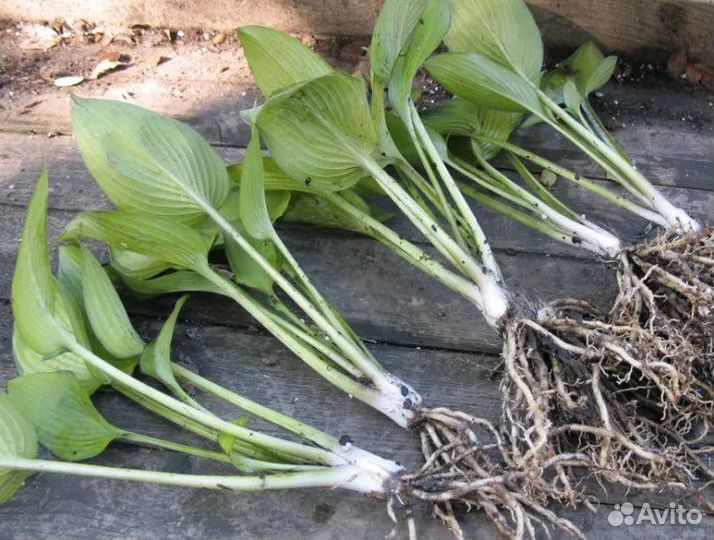 Хоста, лилейник, флокс