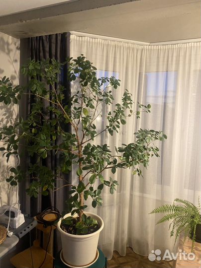 Фикус макламе