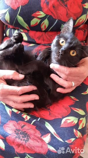 Кошка в дар