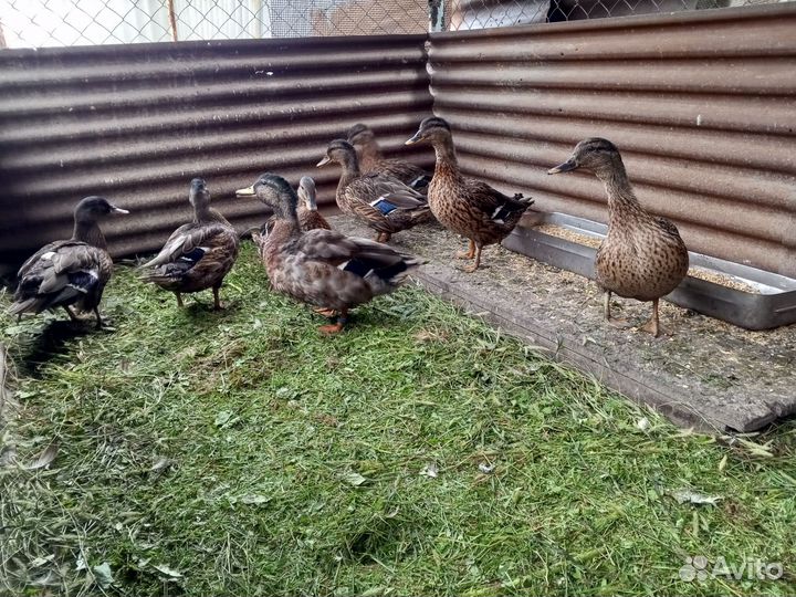 Подсадные утки