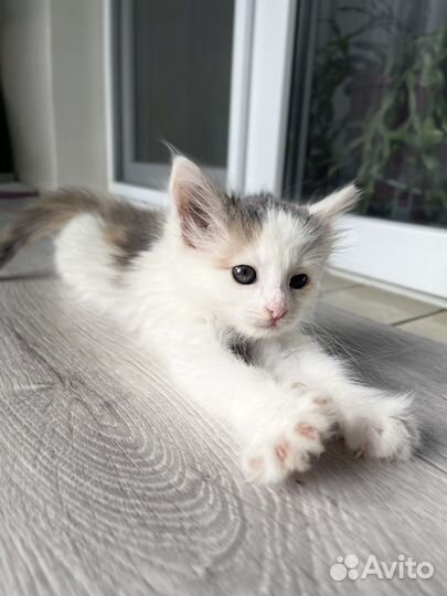 Котенок
