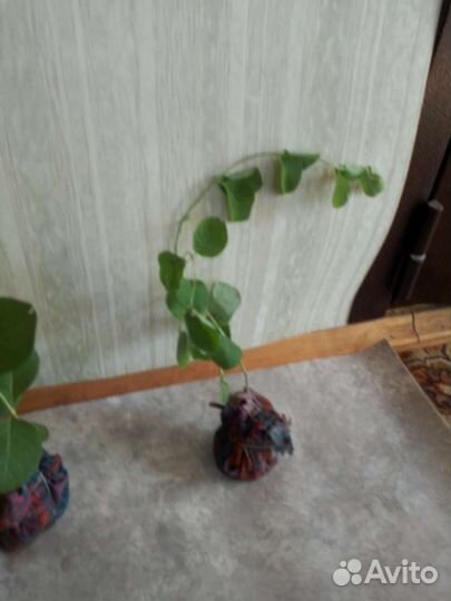 Жимолость каприфоль
