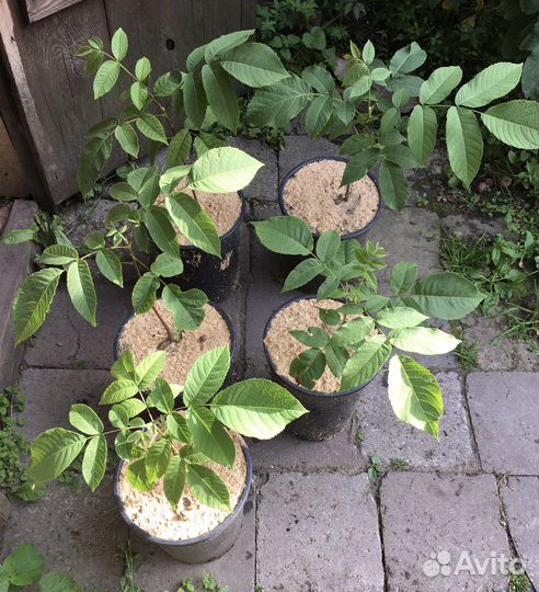 Маньчжурский орех