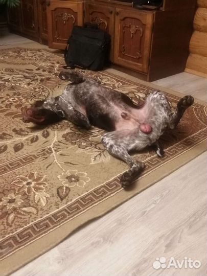 Курцхаар вязка