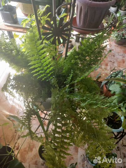 Папоротник нефролепис взрослый