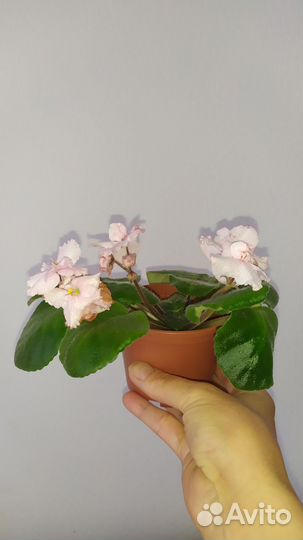 Фиалки излишки