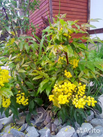 Церцис канадский саженцы