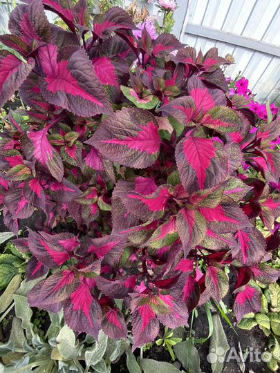 Колеусы вегетативные