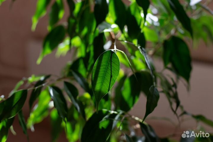 Фикус Бенджамина
