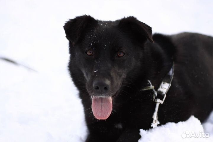 Черри из приюта очень хочет любить