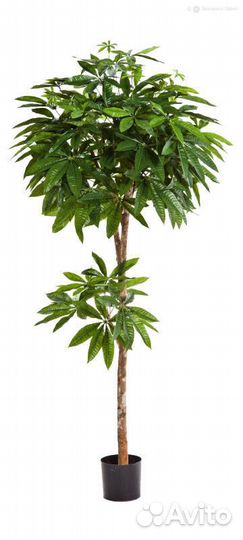 Пахира 150 см